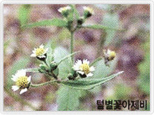 털별꽃아제비